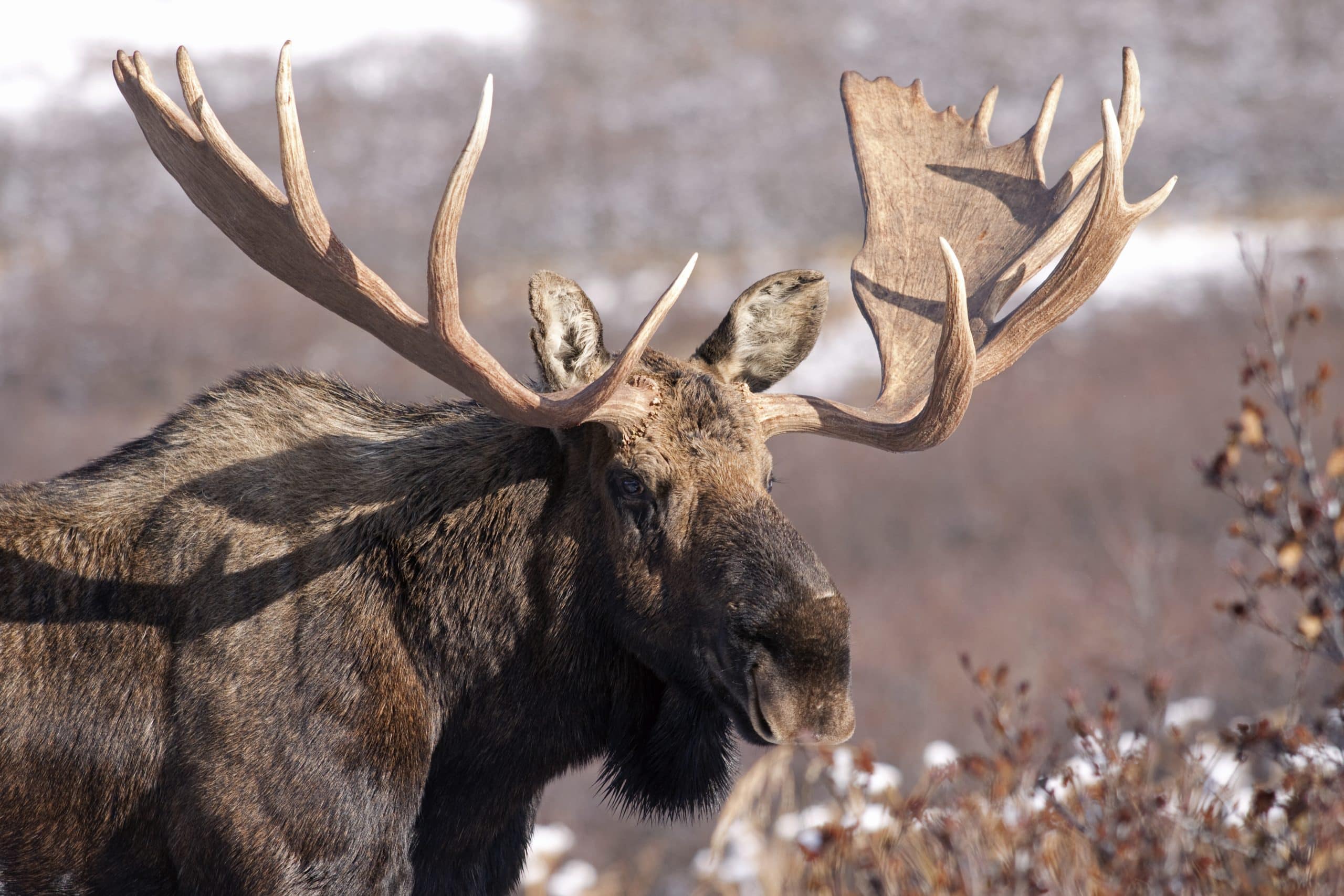 Oreilles de l’orignal - Radars naturels XXL