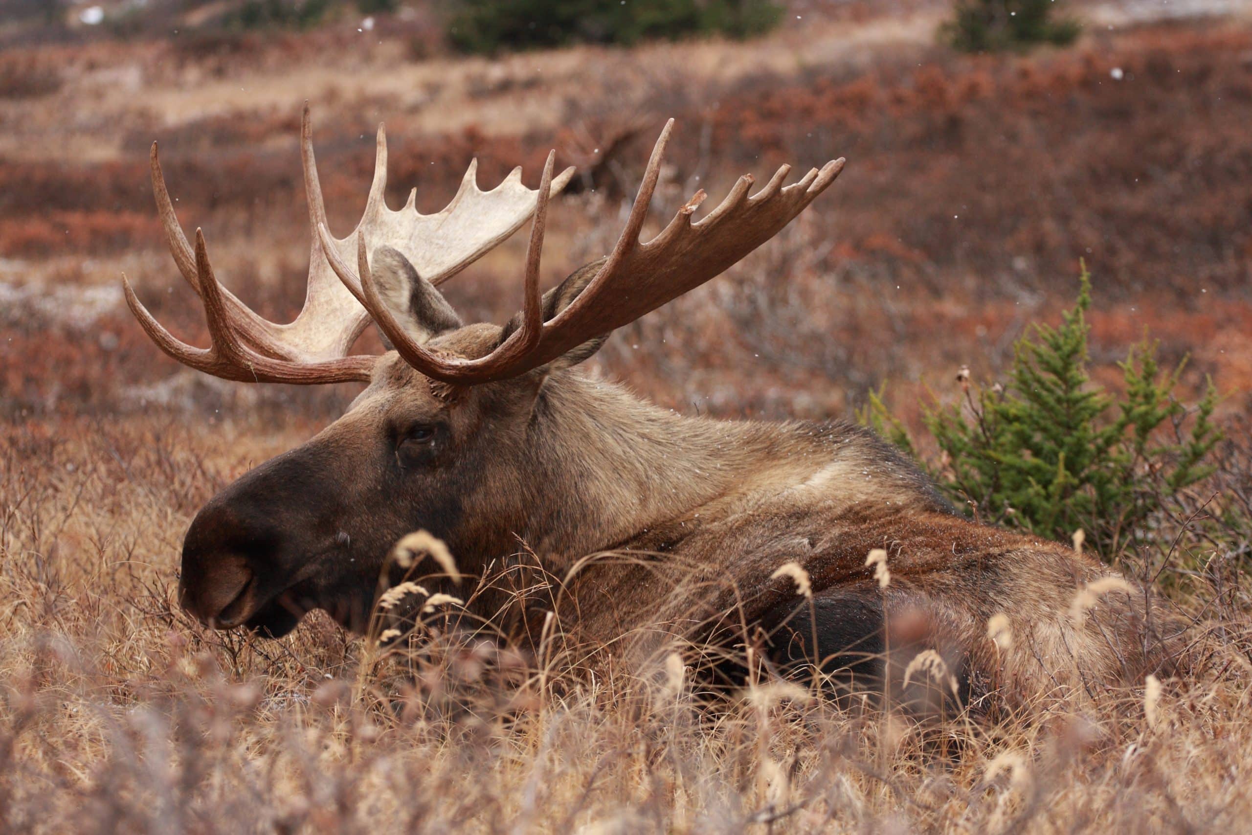 Stress thermique en chasse