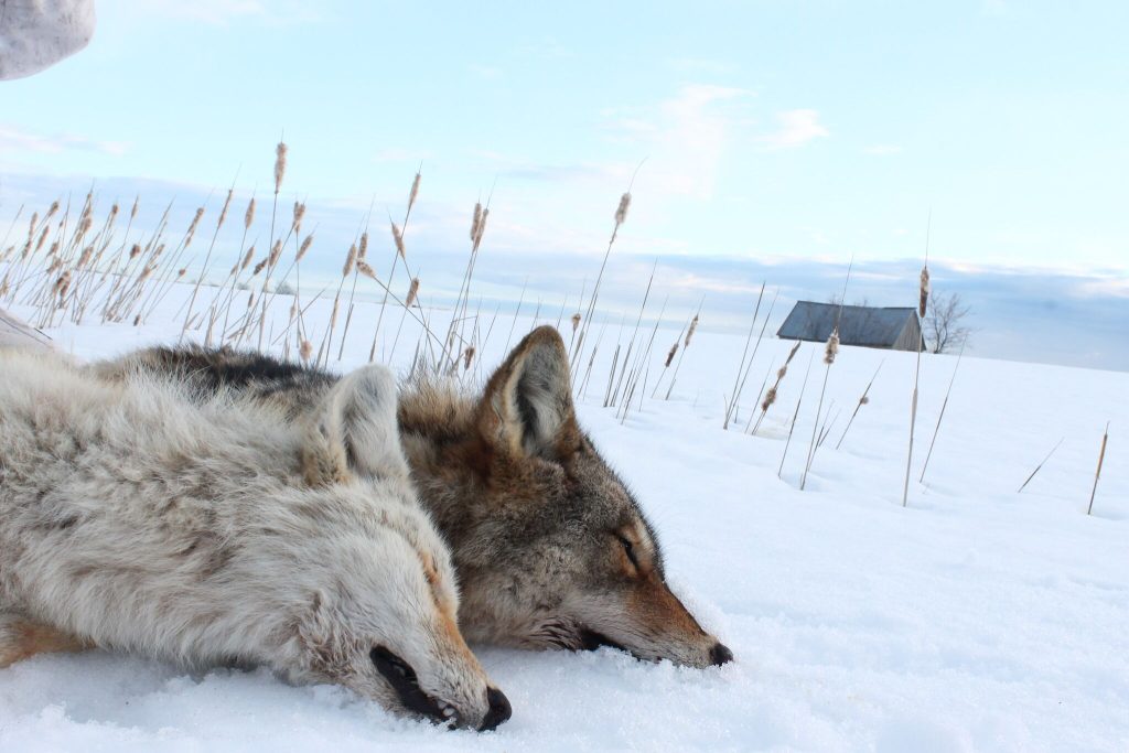 Coyote hunting in winter: trails and nocturnal behavior