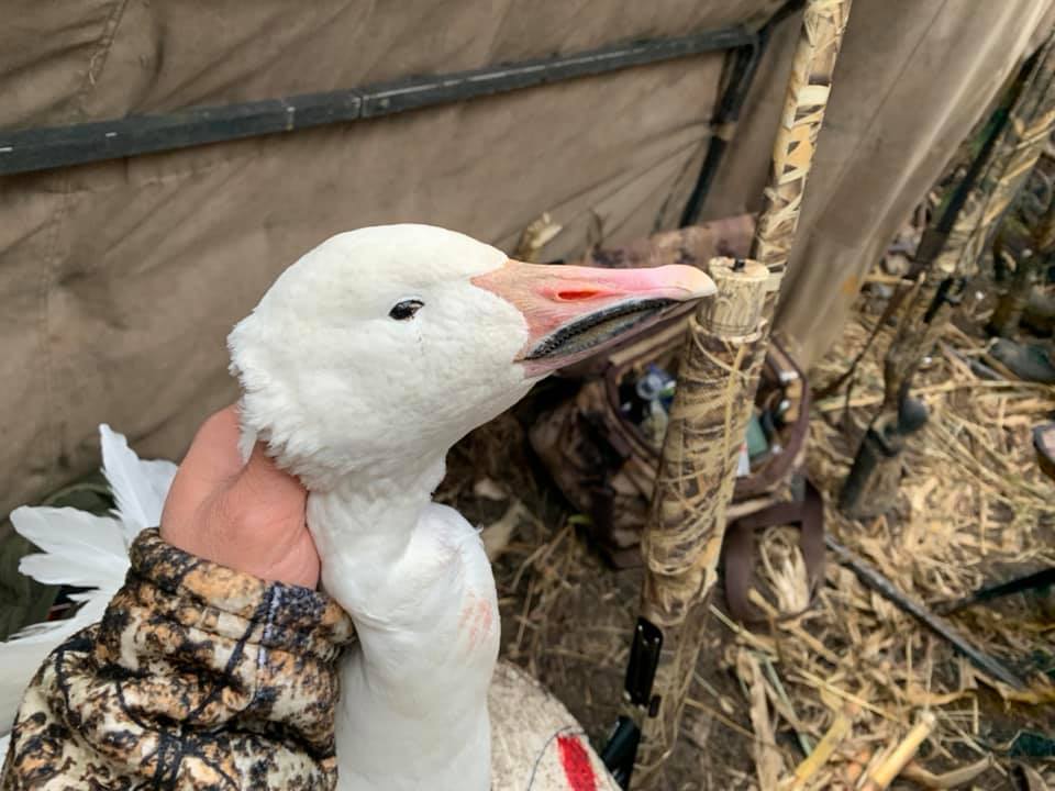 Field camouflage: advanced techniques for snow geese
