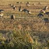 Bustard hunting