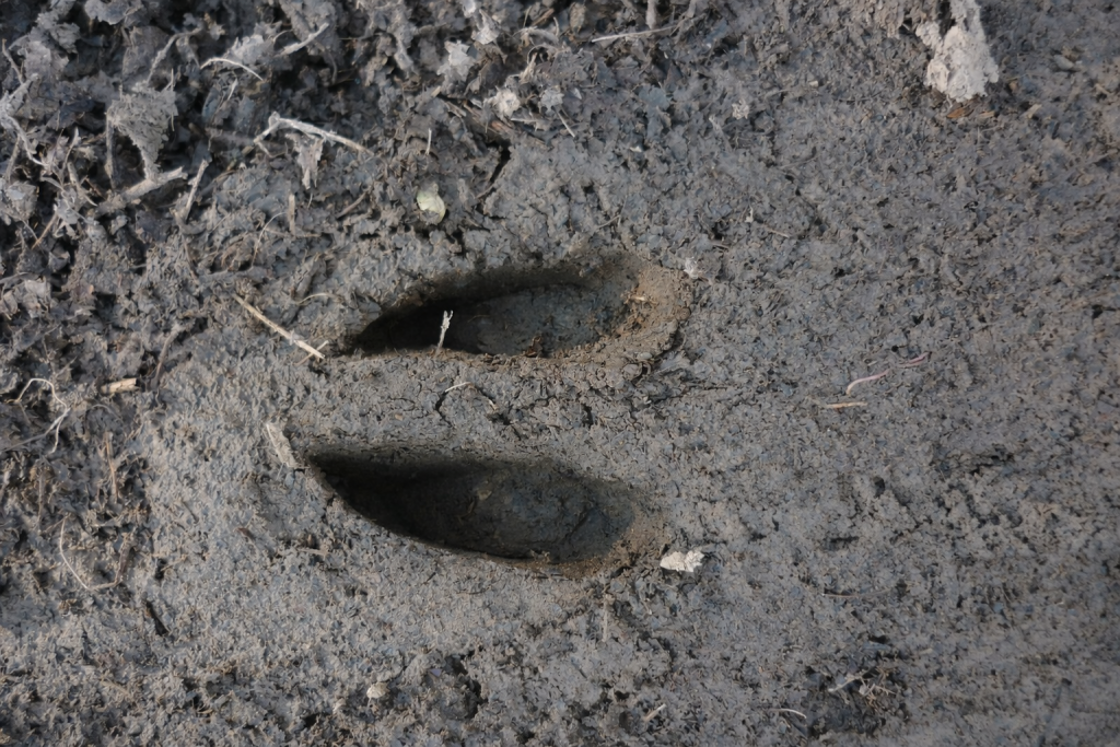 Lecture des pistes: identifier l'âge et le sexe du gibier