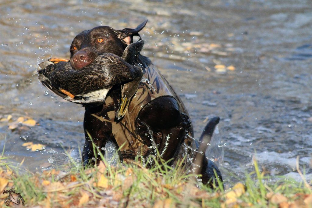 Stratégies de chasse au canard
