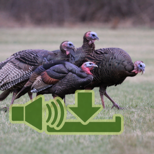 Sons dindon téléchargeable