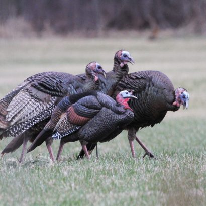 Appels de dindon au printemps: séquences gagnantes