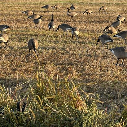 Chasse à l'outarde