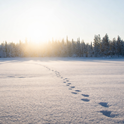 Lecture des pistes: identifier l'âge et le sexe du gibier