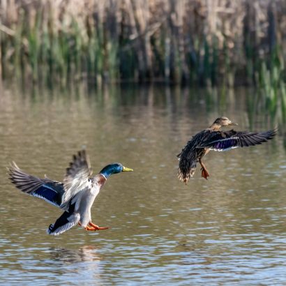 Installation de cache flottante chasse au canard