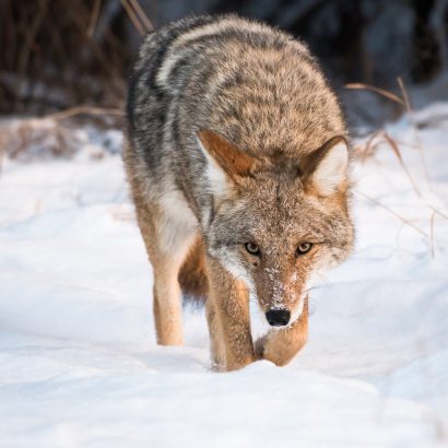 Chasse au coyote en hiver: pistes et comportement nocturne