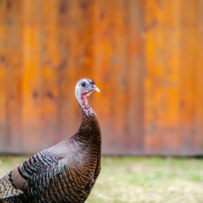 Chasse au dindon d'automne: stratégies de dispersion