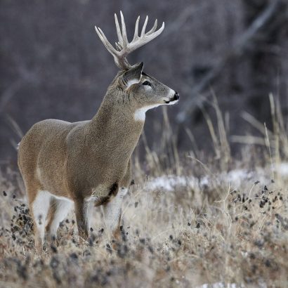 Stratégies de chasse à l’approche silencieuse sur sol gelé