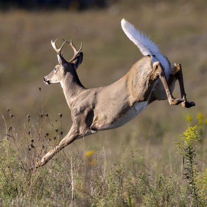 Tirer en mouvement gros gibier