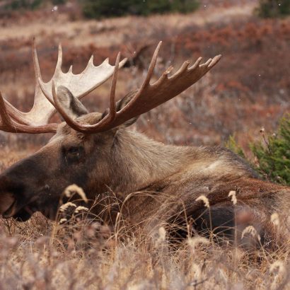 Stress thermique en chasse