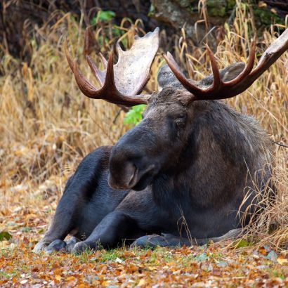Mâles épuisés après le rut: où disparaissent-ils vraiment?