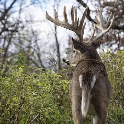 Cartes thermiques GPS: identifier la zone-noyau du chevreuil avant le pré-rut