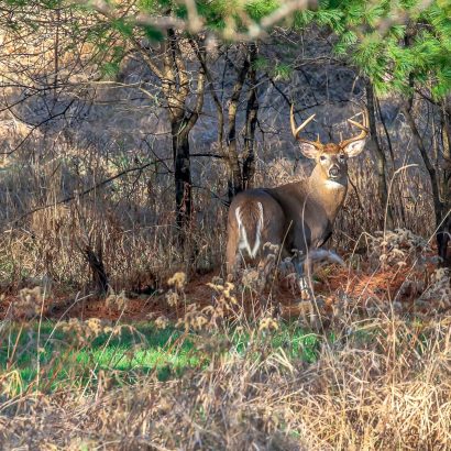 Un faux grattage chevreuil