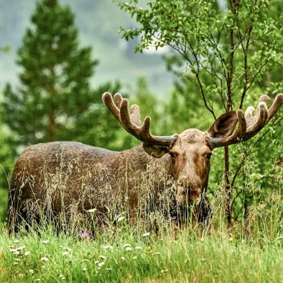 Éviscération de l’orignal et du chevreuil