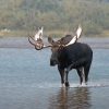 Bois d’orignal - des amplificateurs naturels et leurs alliés modernes