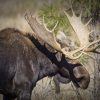 Amplifiez votre chasse avec le RD-TRONICS