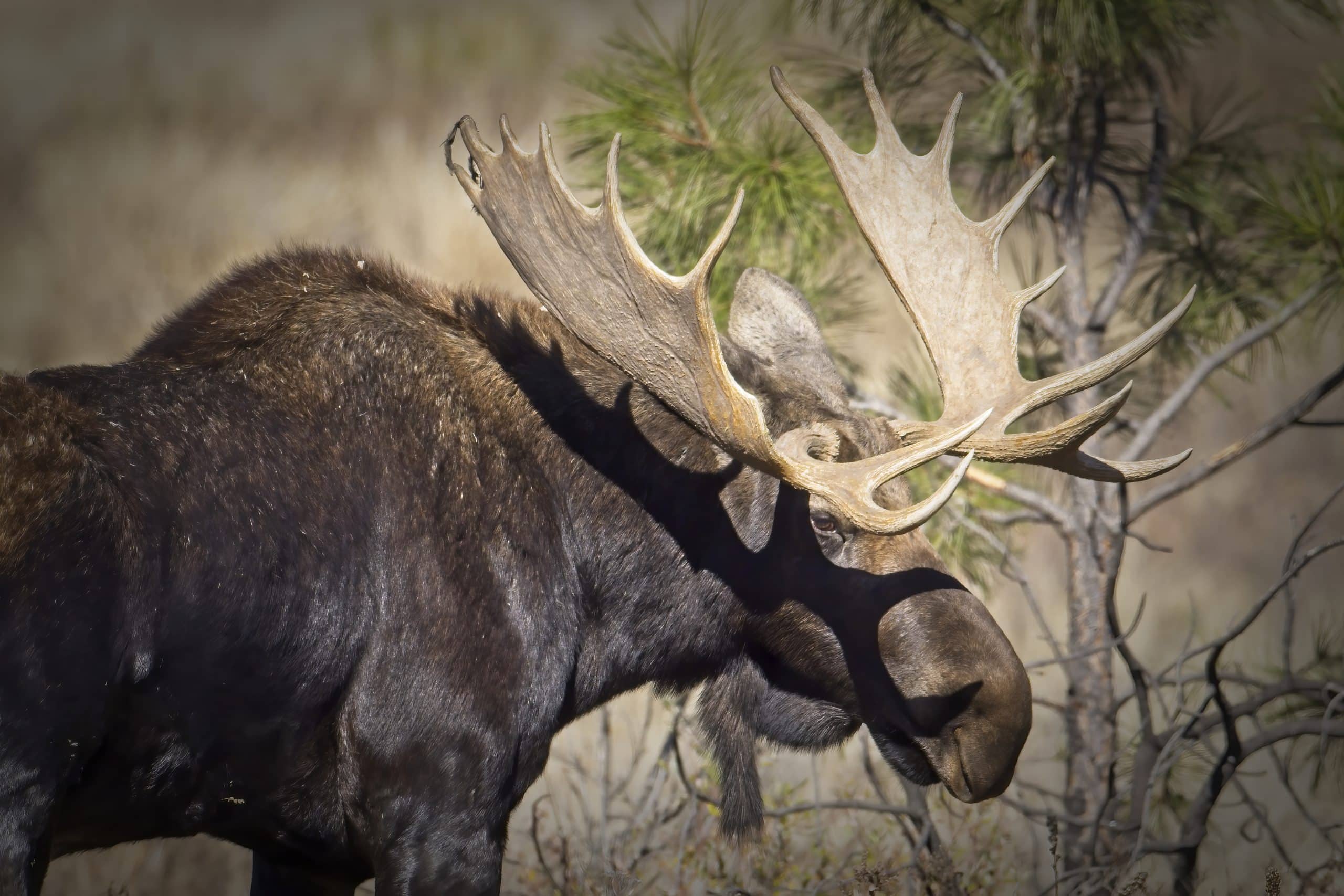 Amplifiez votre chasse avec le RD-TRONICS