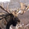 Oreilles de l’orignal - Radars naturels XXL
