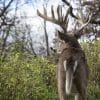 Cartes thermiques GPS: identifier la zone-noyau du chevreuil avant le pré-rut