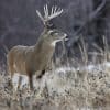 Stratégies de chasse à l’approche silencieuse sur sol gelé