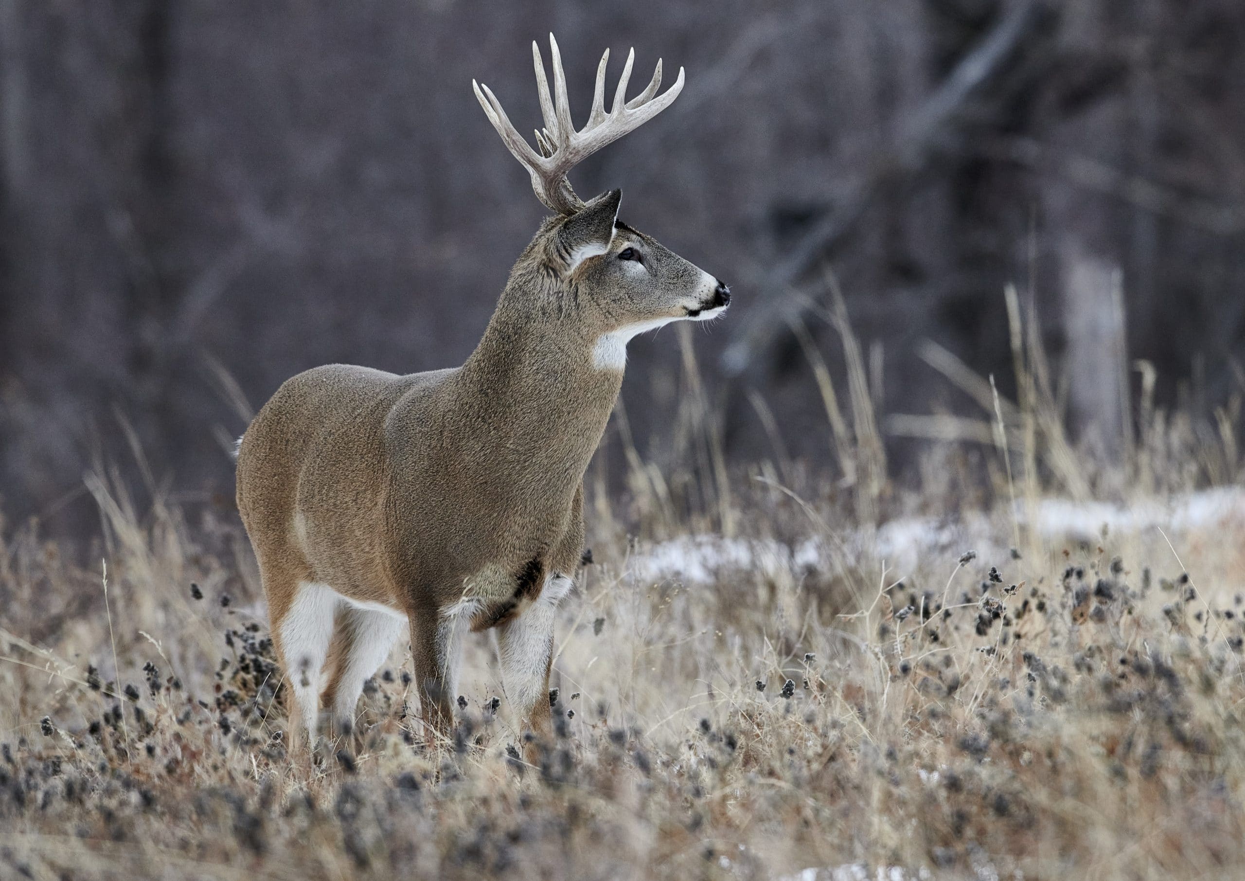 Stratégies de chasse à l’approche silencieuse sur sol gelé