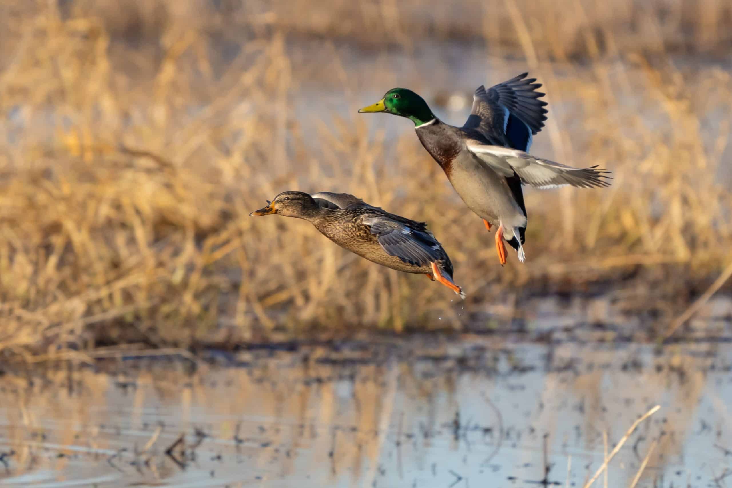 Chasse aux migrateurs: repérage météo et stratégies de saison