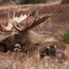 Stress thermique en chasse