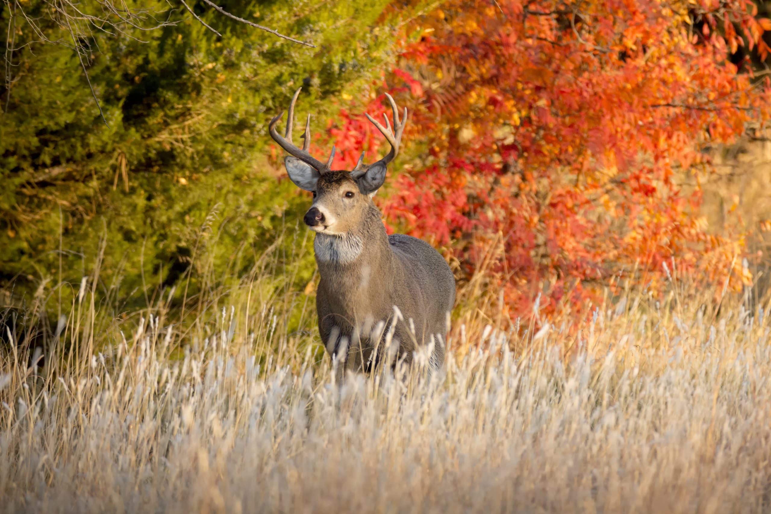 Construction d’un itinéraire de chasse all-day