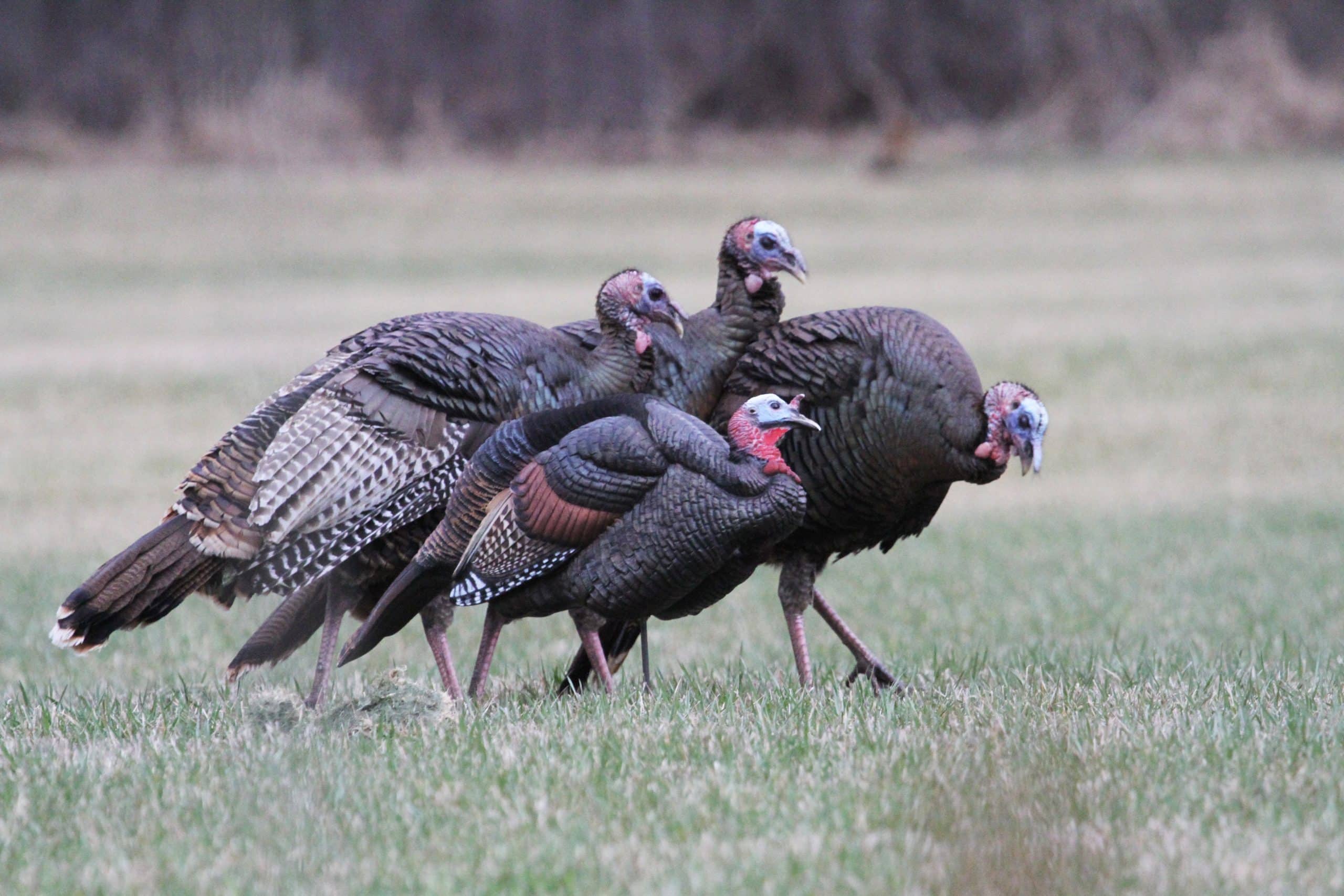 Spring turkey calls: winning sequences