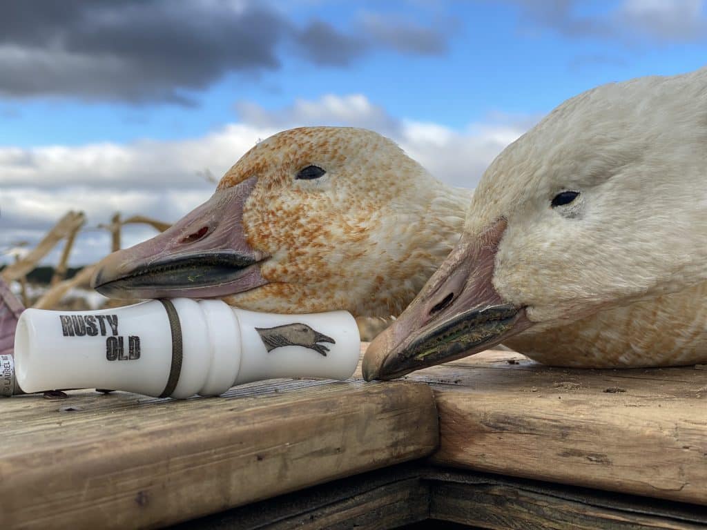 Goose migration: perfect timing for the harvest