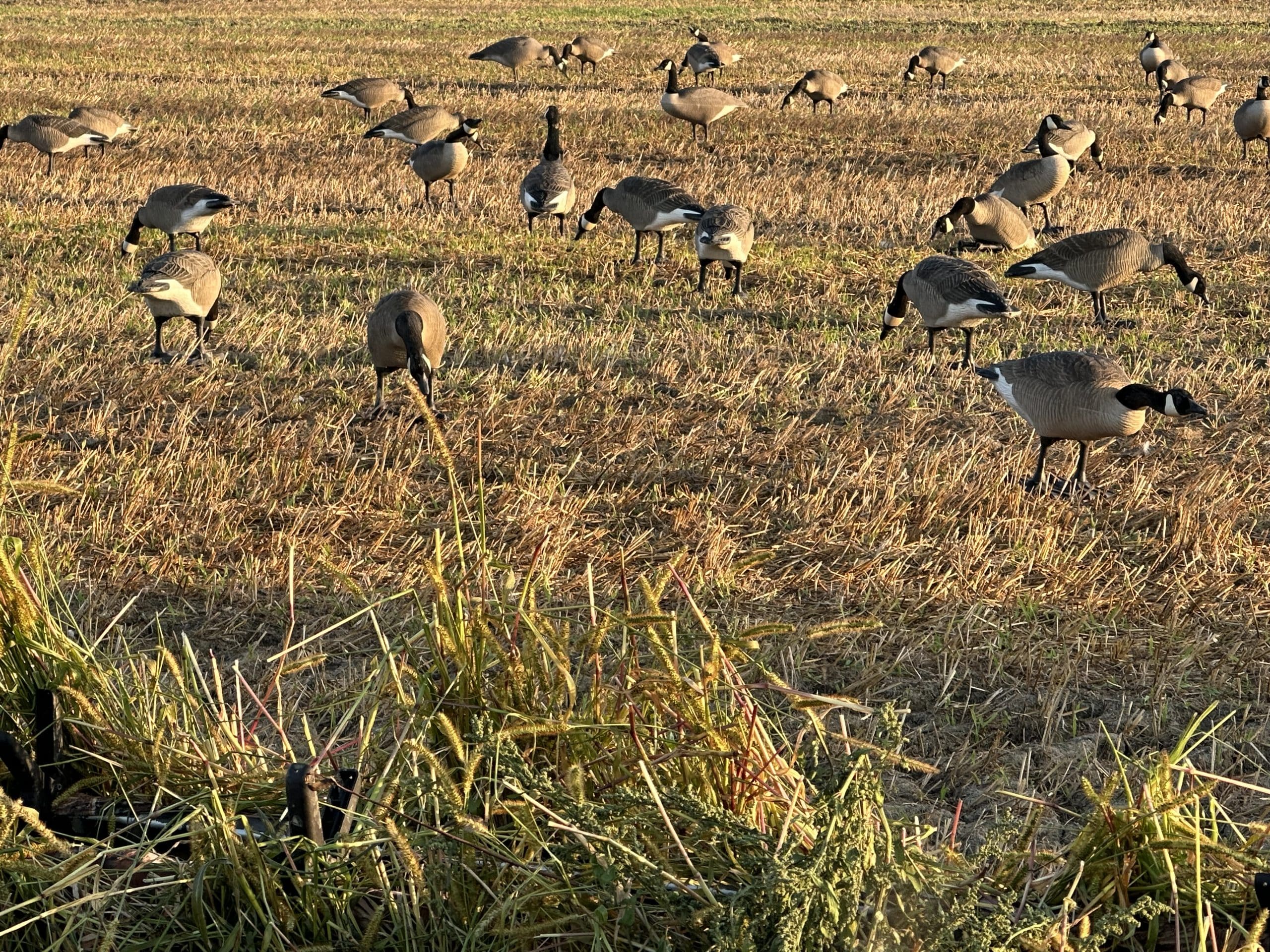 Chasse à l'outarde