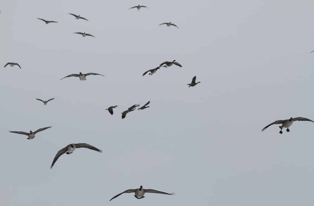 Chasse à l'outarde