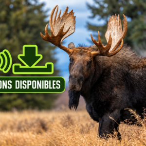 Moose sound group