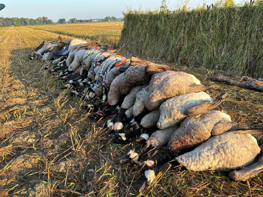 Chasse à l'outarde