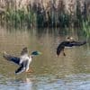 Installation de cache flottante chasse au canard