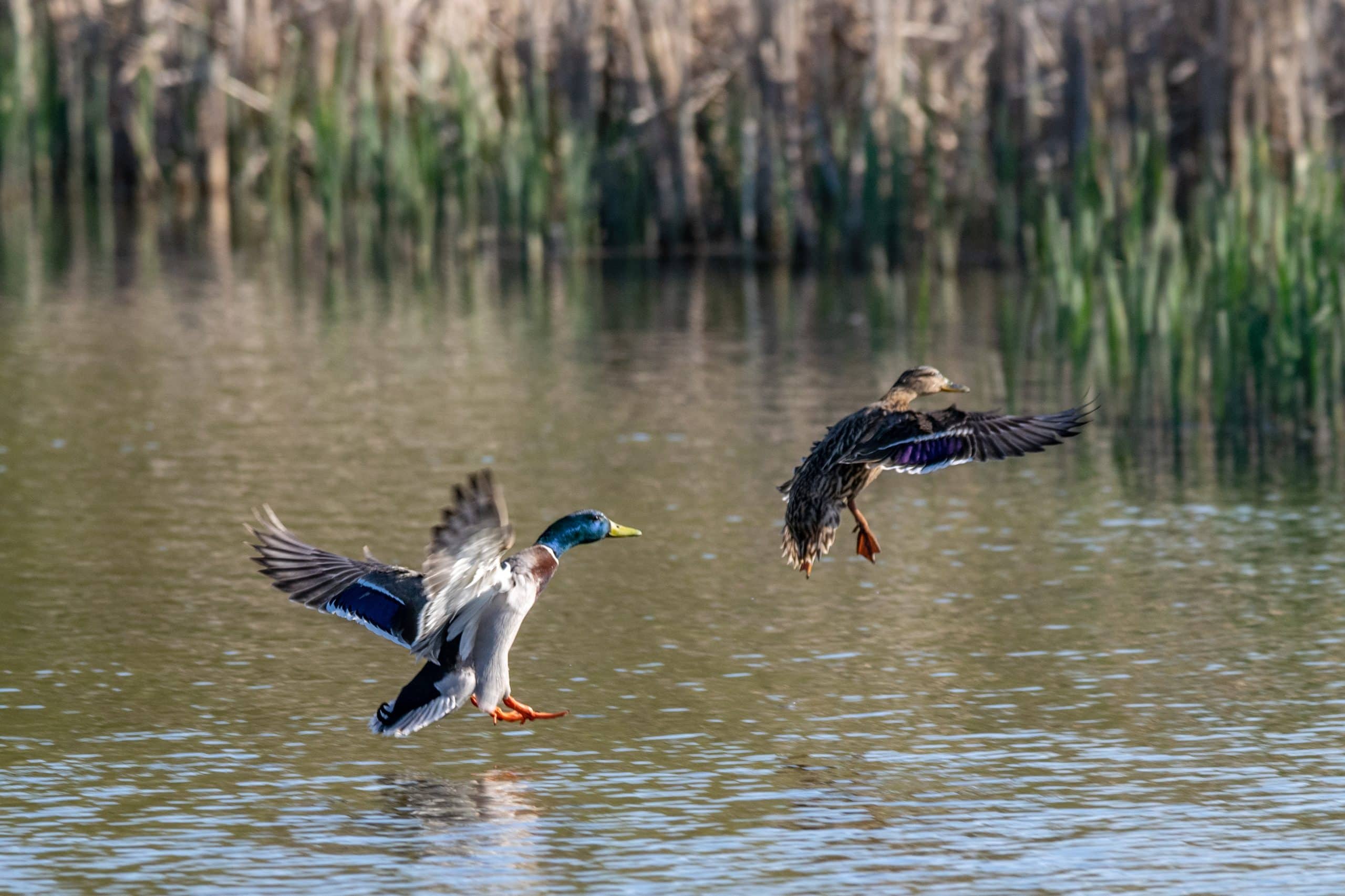 Installation de cache flottante chasse au canard