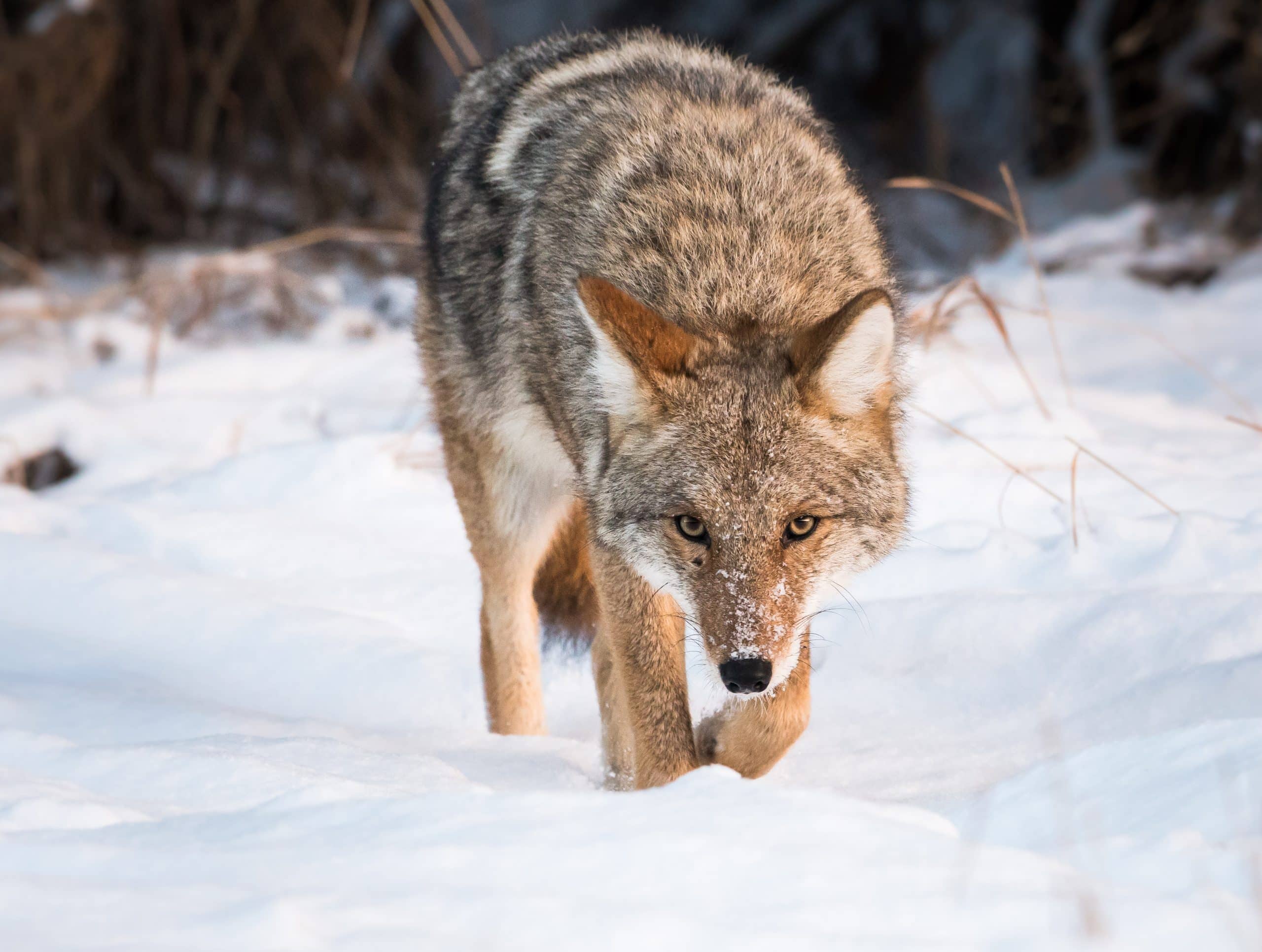 Coyote hunting in winter: trails and nocturnal behavior