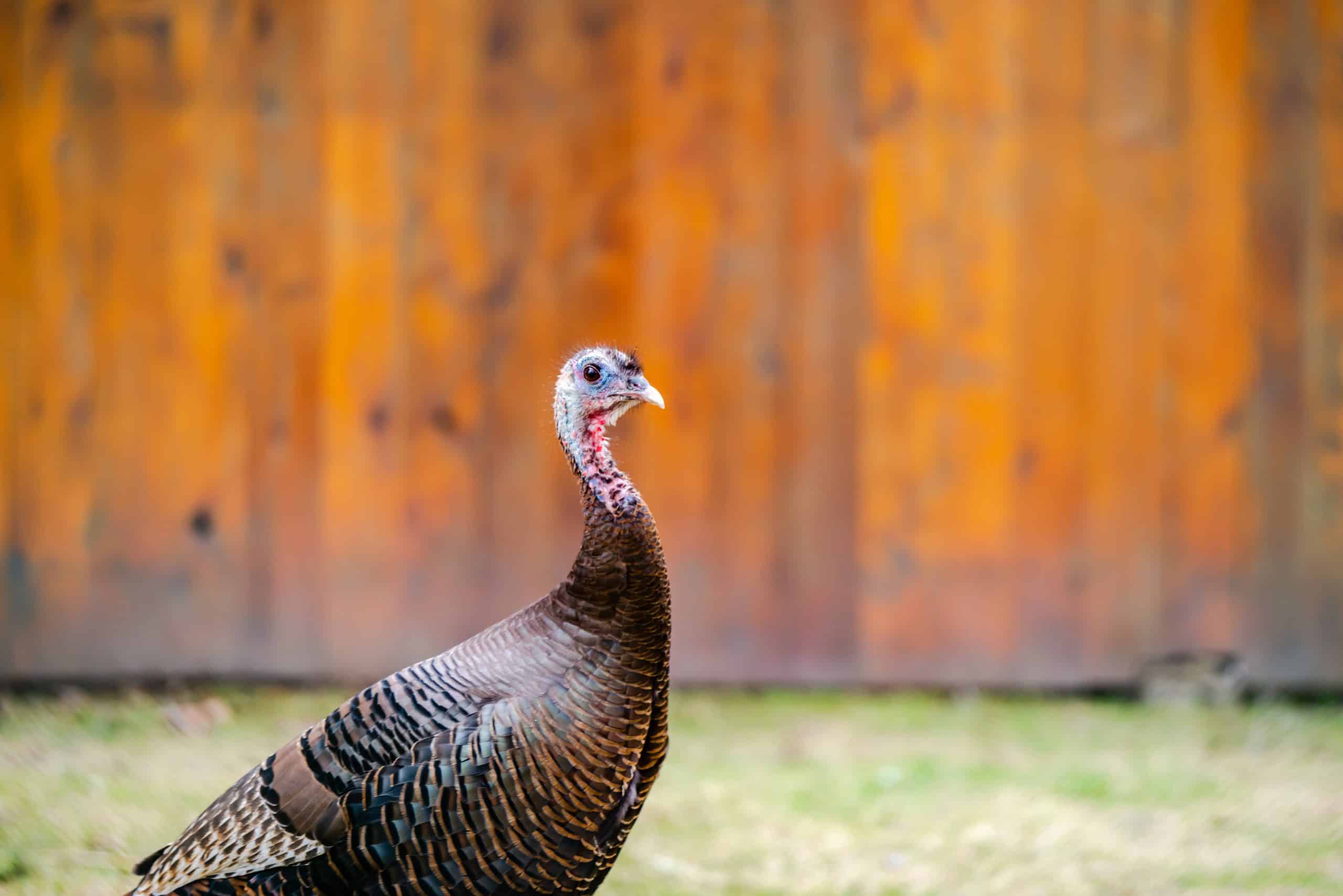 Chasse au dindon d'automne: stratégies de dispersion