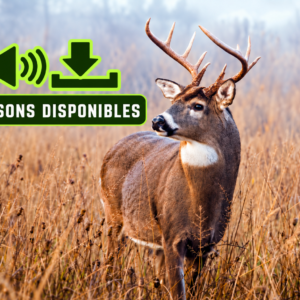 DEER 6 Sound Set Included