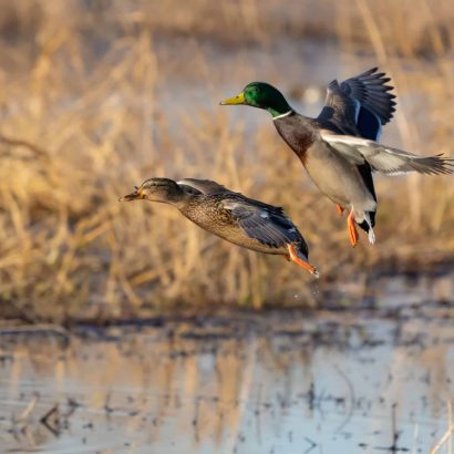 Chasse aux migrateurs: repérage météo et stratégies de saison