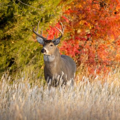 Construction d’un itinéraire de chasse all-day